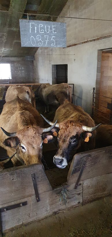 aubrac agriculteur