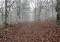 Eté comme hiver l'Aubrac est magique.