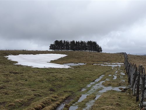 Aubrac sauvage