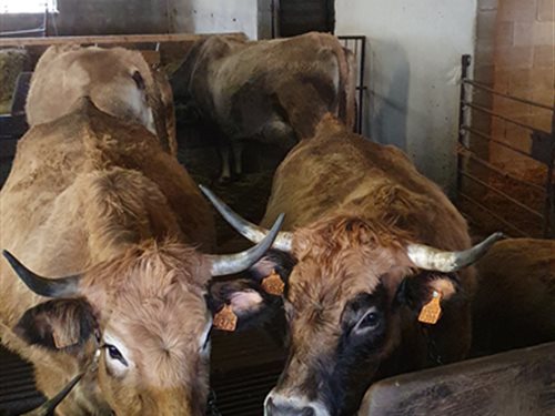 Les agriculteurs et Trail en Aubrac